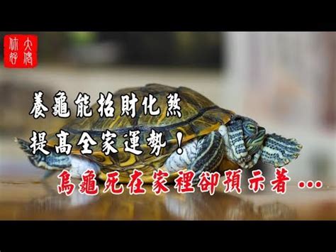 養烏龜 風水|養烏龜招財：改善風水、提升運勢的秘訣 